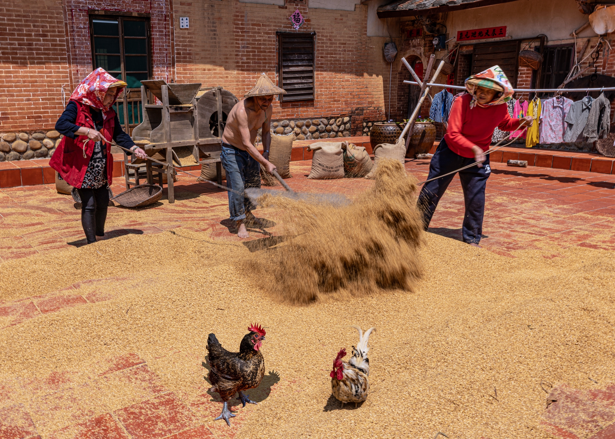優選  豐收  黃清圳